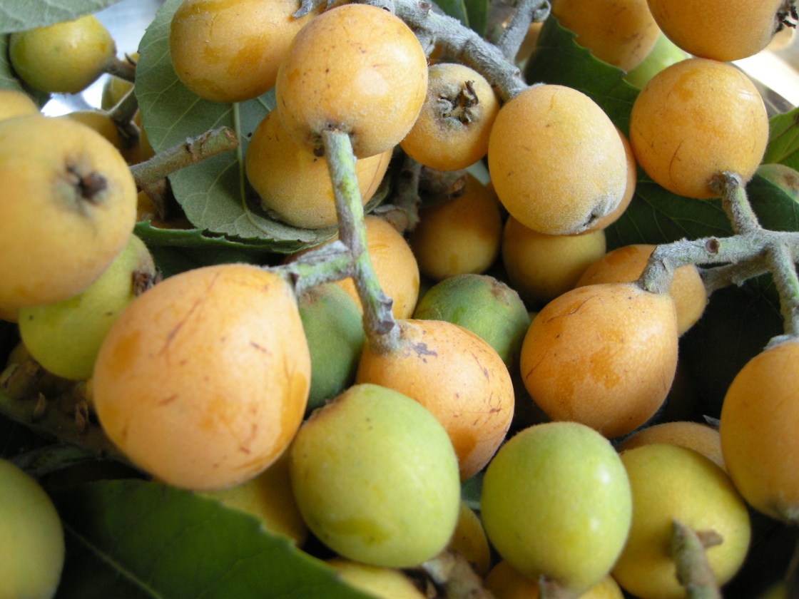 first loquat picking | aneelee.wordpress.com