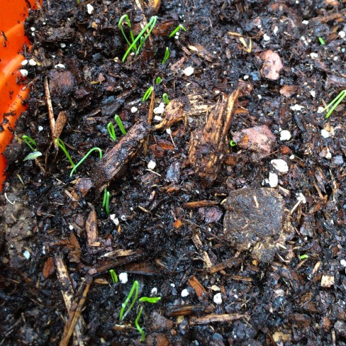 vegetarian meal plan - march 24 | aneelee.wordpress.com