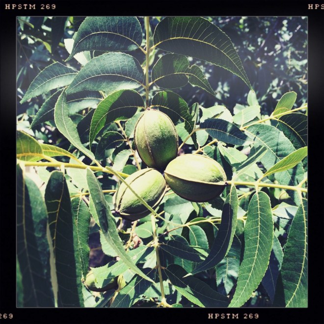 neighborhood pecans | aneelee.wordpress.com
