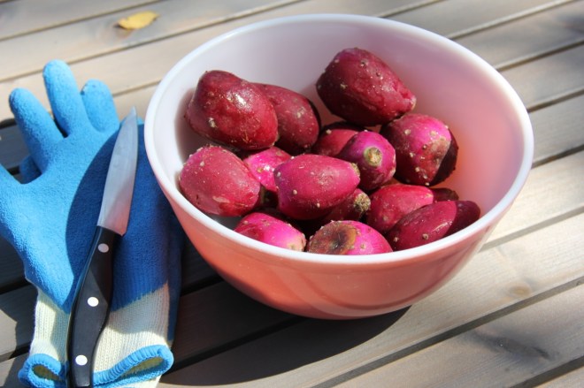 splitting prickly pears | aneelee.wordpress.com